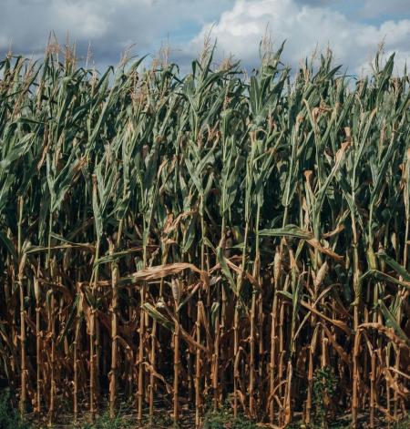 Clima adverso influenciou a produção da safra 2025/26 de cana-de-açúcar