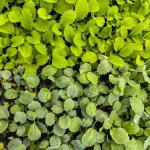 Valor da produção agropecuária de Minas Gerais deve chegar a R$ 168,6 bi