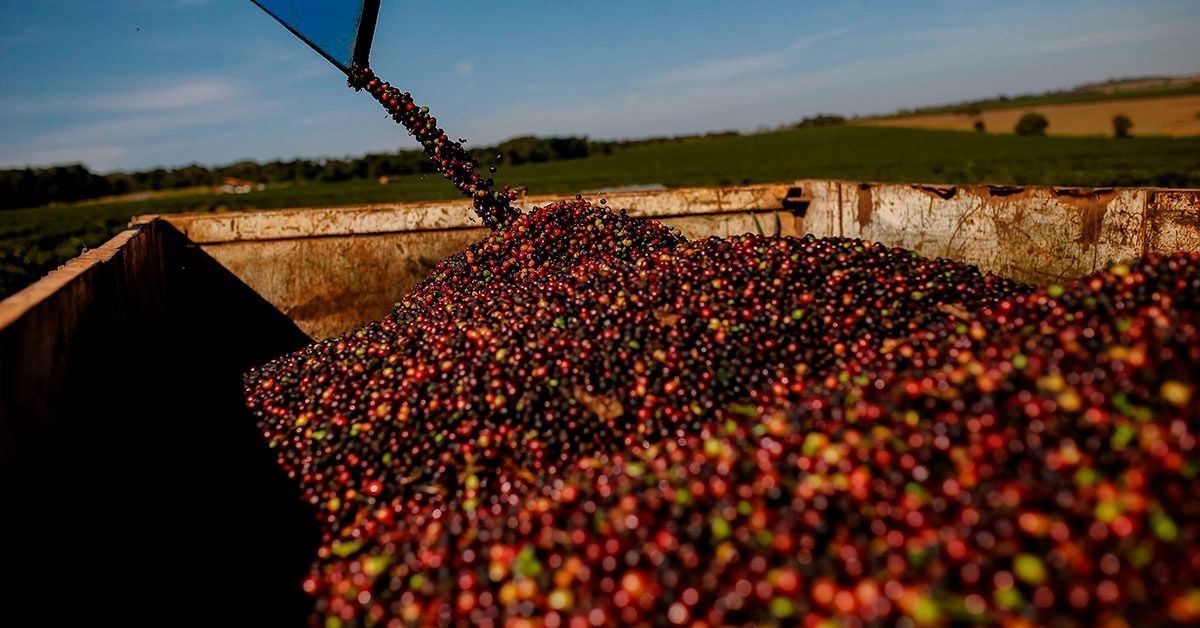 Café do Cerrado Mineiro celebra 20 anos de reconhecimento e mira novo salto sustentável