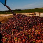 Café do Cerrado Mineiro celebra 20 anos de reconhecimento e mira novo salto sustentável