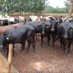 Valdir Barbosa | China pode segurar o preço do boi no Brasil, enquanto Trump investiga cartel