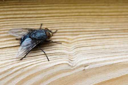 mosca