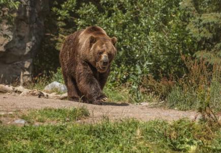 Urso