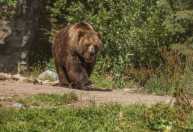 Ataque de urso deixa quatro pessoas feridas no Japão