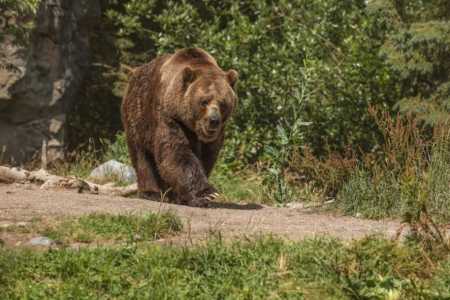 Ataque de urso deixa quatro pessoas feridas no Japão