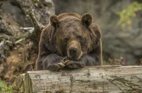 urso