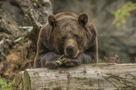 urso