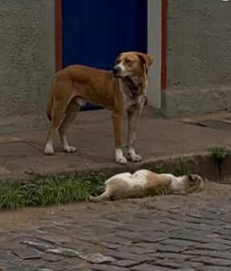 Cadela é morta a pauladas no bairro Barra, em Ouro Preto