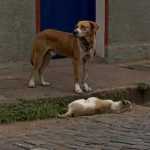 Cadela é morta a pauladas no bairro Barra, em Ouro Preto