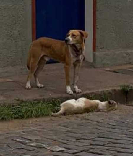 Imagens divulgadas pela ONG mostram outro cachorro ao lado do corpo, reforçando comoção