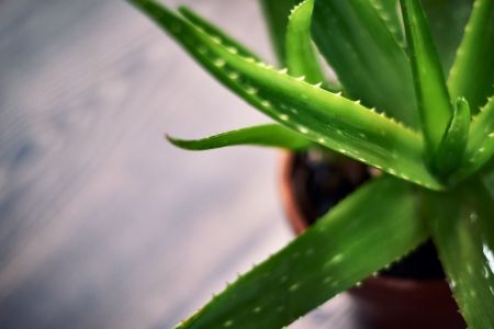 Aloe Vera, Babosa