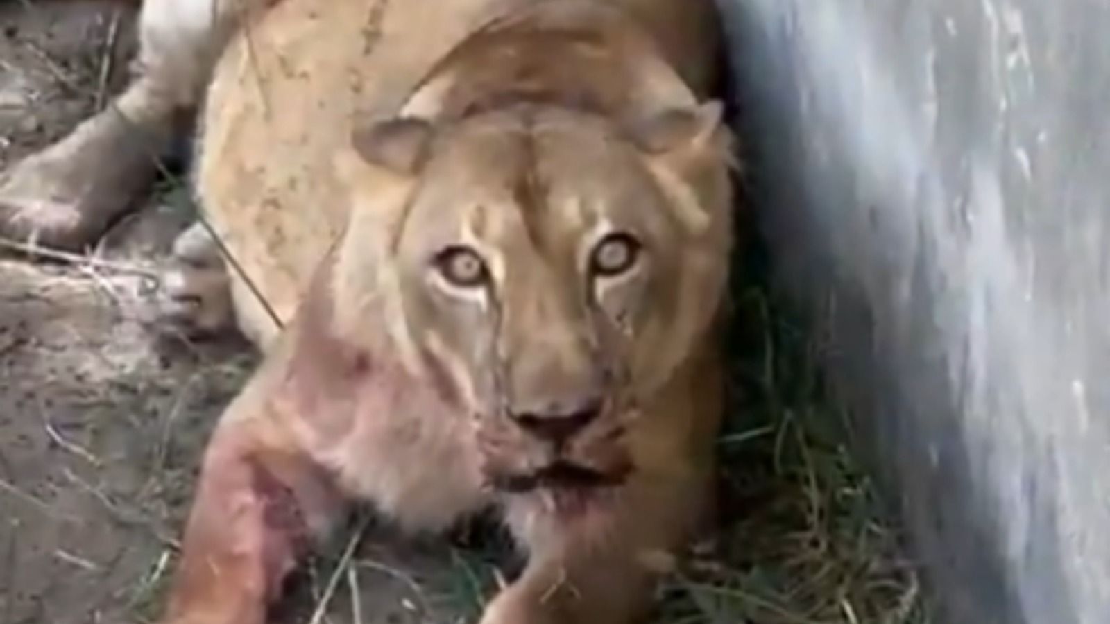 Conheça a leoa que matou 'Vaqueirinho' em zoológico de João Pessoa