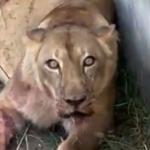 Conheça a leoa que matou 'Vaqueirinho' em zoológico de João Pessoa
