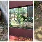 Zoológico de Joao Pessoa se posiciona sobre leoa após ataque que matou 'Vaqueirinho'