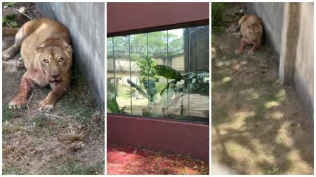 Leona passa bem e terá acompanhamento especial apos ataque fatal a Vaqueirinho
