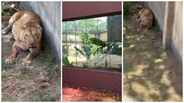 Leona passa bem e terá acompanhamento especial apos ataque fatal a Vaqueirinho Leona passa bem e terá acompanhamento especial apos ataque fatal a Vaqueirinho
