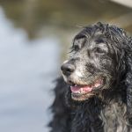 Tártaro não tratado em cães idosos pode causar dor e infecções sistêmicas; saiba mais