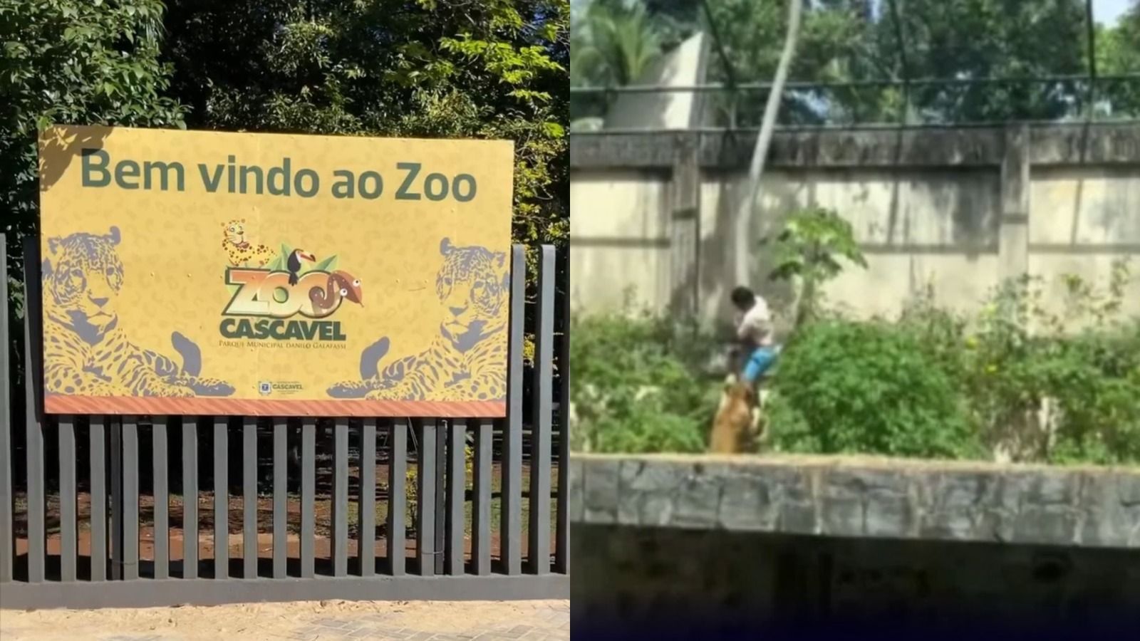 'Caso Vaqueirinho': há 11 anos, menino perdeu o braço após ataque de tigre em zoo no PR