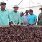 Plantio inovador de cacau no Norte de Minas atrai produtores do Triângulo Mineiro