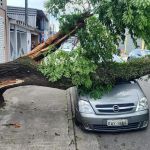 Ventos provocados por ciclone derrubam mais 1.300 árvores em São Paulo