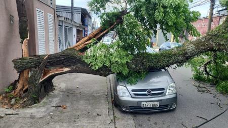 Veículo atingido por árvore em Santo André, no ABC Paulista