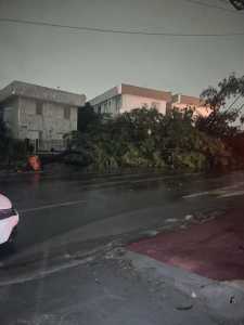 Chuva derrubou árvores e alagou vias em diversas regiões da capital mineiras