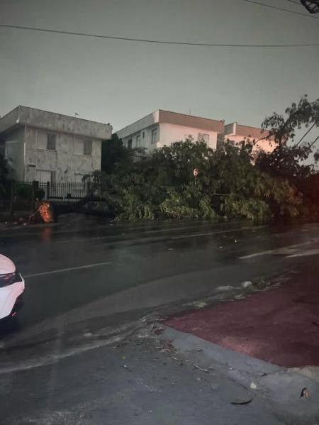 Chuva derrubou árvores e alagou vias em diversas regiões da capital mineiras