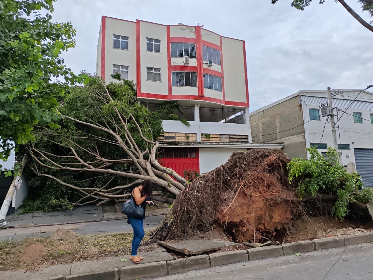 Árvore gigante é arrancada pela raiz após forte chuva em BH
