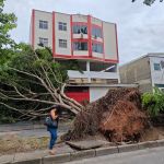 Árvore gigante é arrancada pela raiz após forte chuva em BH