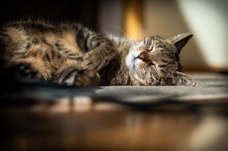 “Se o gato estiver dormindo, não o acorde para brincar ou tirar foto. Isso pode gerar estresse desnecessário”, orienta a International Cat Care