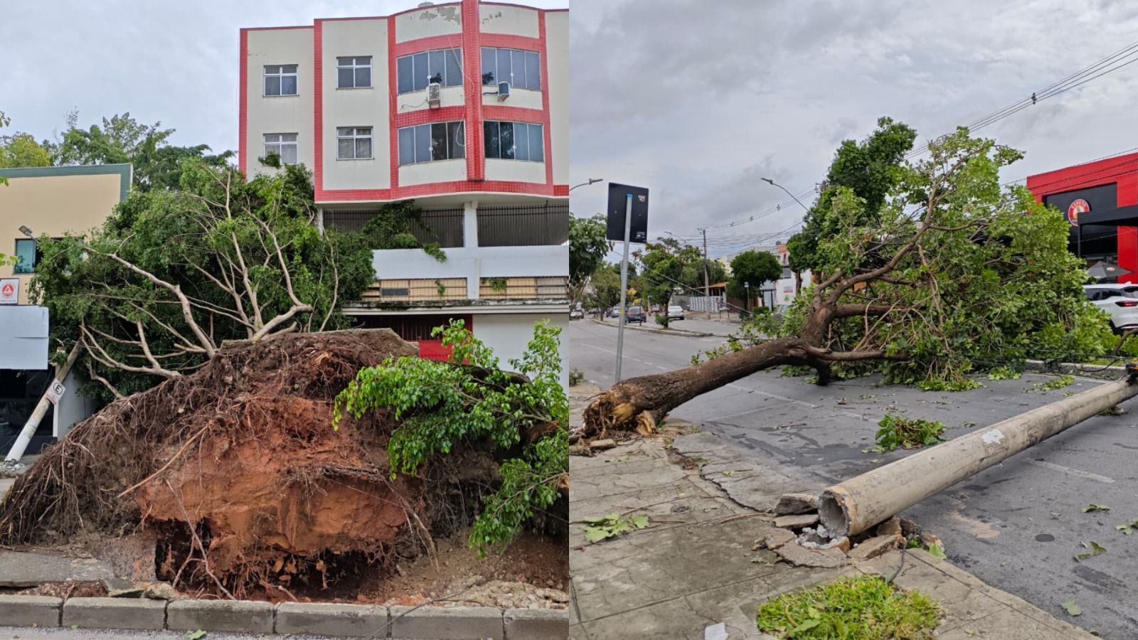 Chuva em Minas: bombeiros registram mais de 250 quedas de árvores em apenas 24 horas