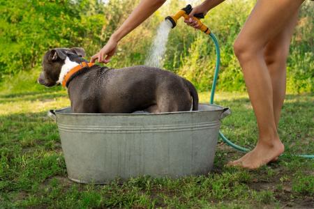 Cachorro tomando banho