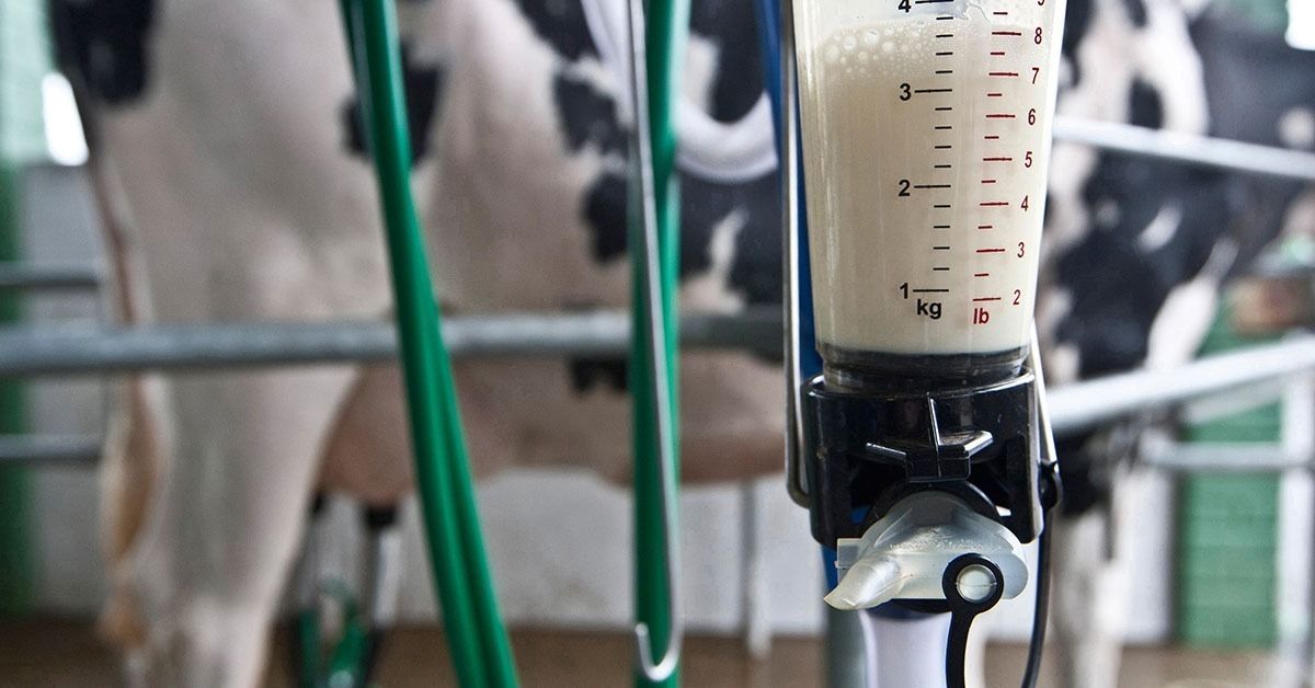 Preço do leite em Minas cai pela sétima vez seguida e crise se aprofunda no campo