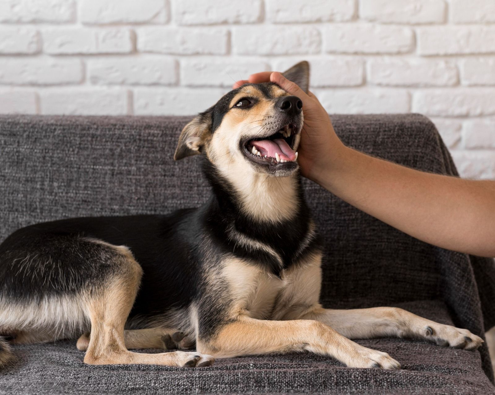 Microchipagem em cães ajuda a identificar pets perdidos e aumenta chances de reencontro