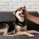 Microchipagem em cães ajuda a identificar pets perdidos e aumenta chances de reencontro