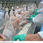 Porque a carne de frango é mais barata e não tem hormônio?