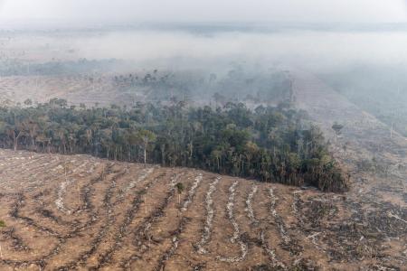 Amazônia: Só 5% das condenações por desmatamento resultam em indenizações | CNN Brasil