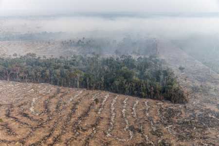 Amazônia: Só 5% das condenações por desmatamento resultam em indenizações | CNN Brasil