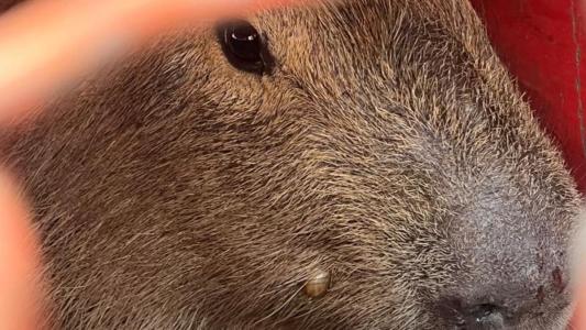 O animal teria sido visto em pontos distintos do bairro desde meados desta madrugada