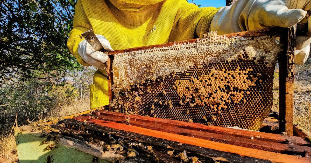 Minas Gerais amplia número de Arranjos Produtivos Locais para fortalecer economia