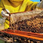 Minas Gerais amplia número de Arranjos Produtivos Locais para fortalecer economia