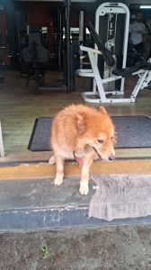 Segundo denunciantes, os cachorros ficariam sem cuidados mesmo durante o período letivo