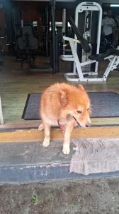 Segundo denunciantes, os cachorros ficariam sem cuidados mesmo durante o período letivo