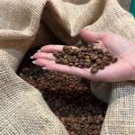 Acordo UE-Mercosul deve criar novos negócios para café mineiro