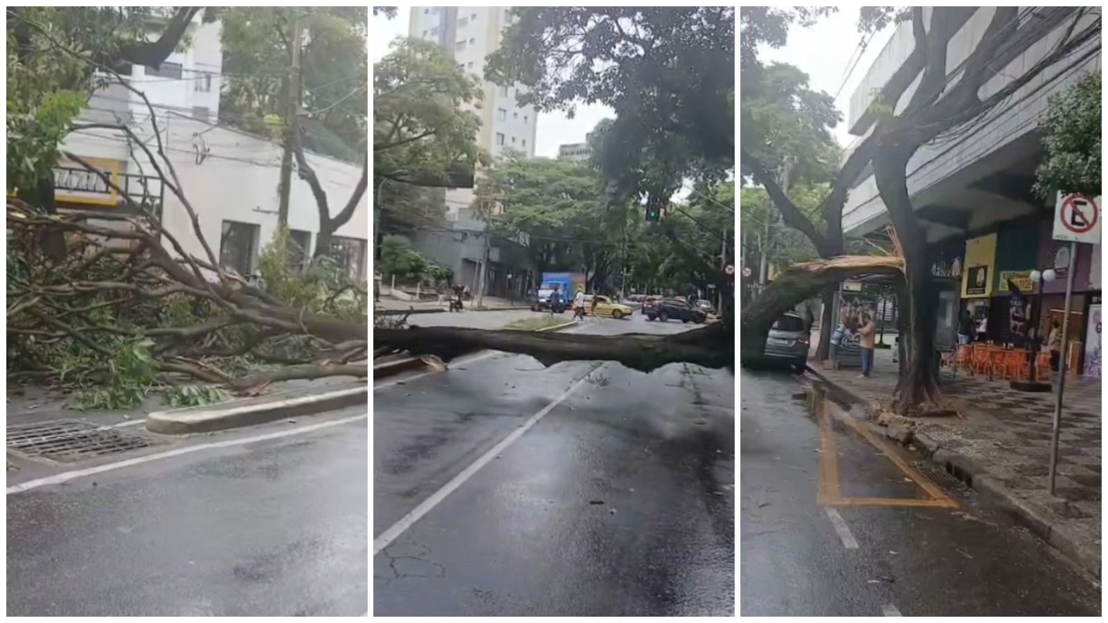 Árvore de grande porte cai e fecha avenida movimentada de BH nos dois sentidos; veja vídeo