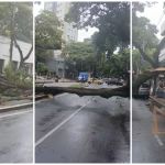 Árvore de grande porte cai e fecha avenida movimentada de BH nos dois sentidos; veja vídeo