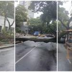 Árvore de grande porte cai e fecha avenida movimentada de BH nos dois sentidos; veja vídeo