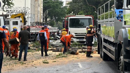 Foram ao menos 37 árvores caídas na cidade