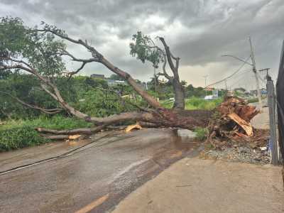 Árvore cai na marginal do Anel Rodoviário