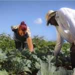 Reunindo agricultores familiares de todo o estado, Contagem sedia a 3ª Conferência Estadual de Desenvolvimento Rural Sustentável e Solidário